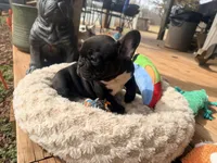 Tux, a male French Bulldog for sale in Wellston, OK – Photo 5 of 5