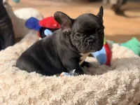 Tux, a male French Bulldog for sale in Wellston, OK – Photo 3 of 5