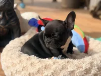 Tux, a male French Bulldog for sale in Wellston, OK – Photo 2 of 5