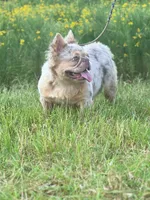 Misty, a female French Bulldog for sale in Wellston, OK – 6 of 8