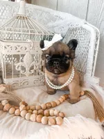 Goldie Fawn FLUFFY, a female French Bulldog for sale in Wellston, OK – 4 of 9