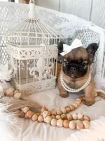 Goldie Fawn FLUFFY, a female French Bulldog for sale in Wellston, OK – 9 of 9