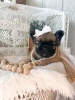 Goldie Fawn FLUFFY, a female French Bulldog for sale in Wellston, OK – 8 of 9