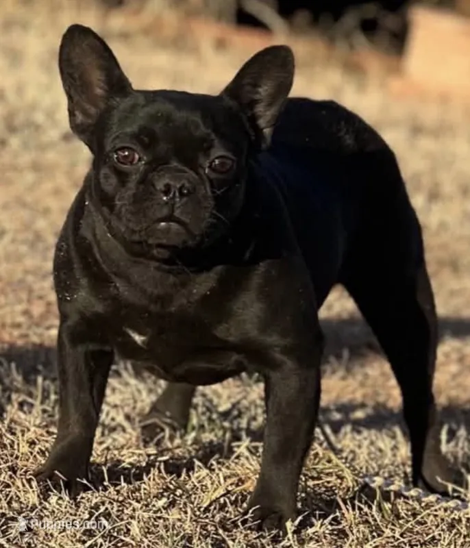 Lady Luck  – French Bulldog puppy for sale in Wellston, OK