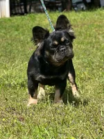 Luna, a female French Bulldog for sale in Wellston, OK – 3 of 6