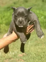 Minnie, a female American Bully for sale in Wellston, OK – 8 of 10