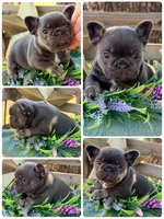 Gino, a male French Bulldog for sale in Wellston, OK – 2 of 10