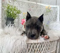 Minnie, a female American Bully for sale in Wellston, OK – 8 of 8