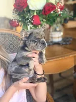 Jolly, a female French Bulldog for sale in Wellston, OK – Photo 3 of 6