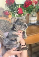 Jolly, a female French Bulldog for sale in Wellston, OK – Photo 2 of 6