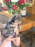 Jolly, a female French Bulldog for sale in Wellston, OK – Photo 6 of 6