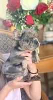 Jolly, a female French Bulldog for sale in Wellston, OK – Photo 1 of 6