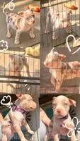 Dottie, a female American Bully for sale in Wellston, OK – 2 of 2