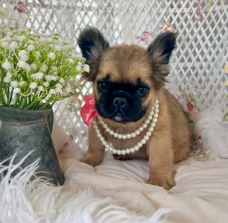 Goldie Fawn FLUFFY – French Bulldog puppy for sale in Wellston, OK
