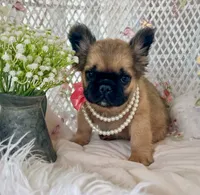 Goldie Fawn FLUFFY, a female French Bulldog for sale in Wellston, OK – 1 of 9