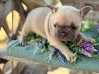 Gina, a female French Bulldog for sale in Wellston, OK – 3 of 7