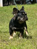 Luna, a female French Bulldog for sale in Wellston, OK – 5 of 6