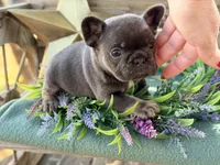 Gino, a male French Bulldog for sale in Wellston, OK – 9 of 10