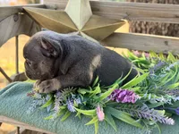 Gino, a male French Bulldog for sale in Wellston, OK – 3 of 10