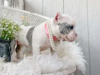 Daphne, a female American Bully for sale in Wellston, OK – 5 of 9
