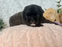 Midnight Melody FLUFFY, a female French Bulldog for sale in Wellston, OK – 2 of 4
