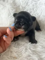 Trina , a female French Bulldog for sale in Wellston, OK – Photo 5 of 5