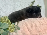 Midnight Melody FLUFFY, a female French Bulldog for sale in Wellston, OK – 4 of 4
