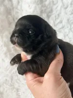 Trina , a female French Bulldog for sale in Wellston, OK – Photo 4 of 5