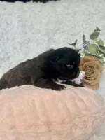 Midnight Melody FLUFFY, a female French Bulldog for sale in Wellston, OK – 3 of 4