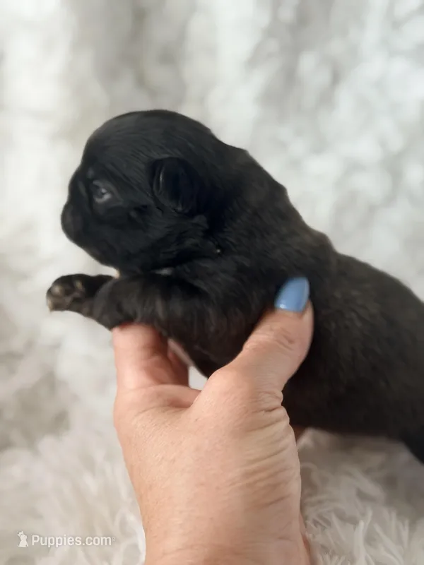 Trina  – French Bulldog puppy for sale in Wellston, OK