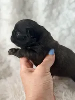 Trina , a female French Bulldog for sale in Wellston, OK – Photo 1 of 5