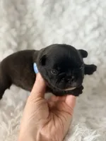 Trina , a female French Bulldog for sale in Wellston, OK – Photo 3 of 5