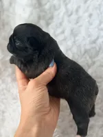 Trina , a female French Bulldog for sale in Wellston, OK – Photo 2 of 5