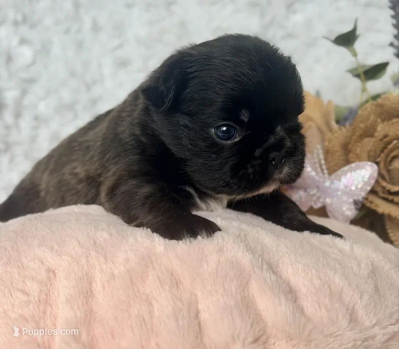 Midnight Melody FLUFFY – French Bulldog puppy for sale in Wellston, OK