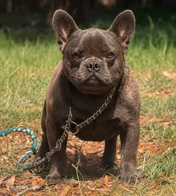 Cowboy – French Bulldog puppy for sale in Wellston, OK