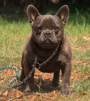 Cowboy, a male French Bulldog for sale in Wellston, OK – 1 of 2