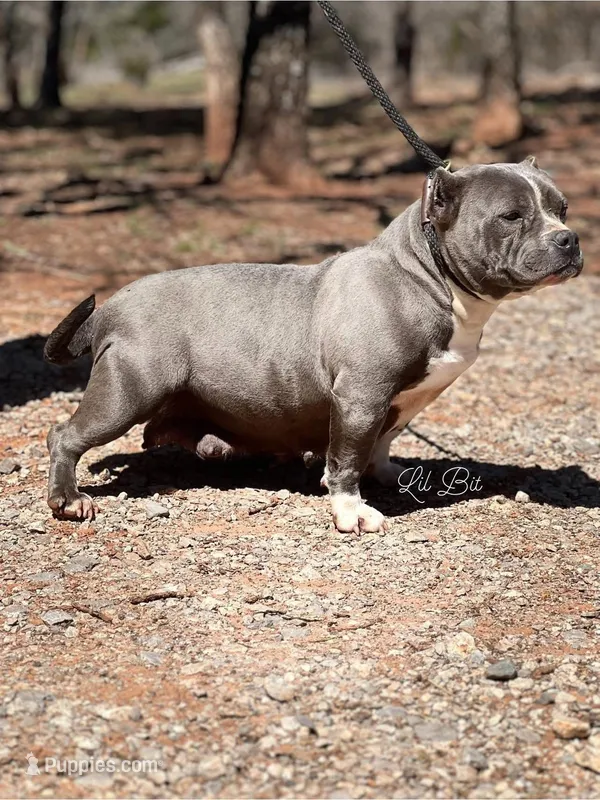 Lil Bit  – American Bully puppy for sale in Wellston, OK