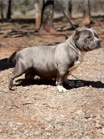 Lil Bit , a female American Bully for sale in Wellston, OK – 1 of 4