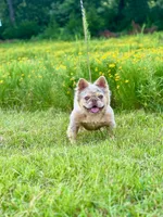 Misty, a female French Bulldog for sale in Wellston, OK – 3 of 8