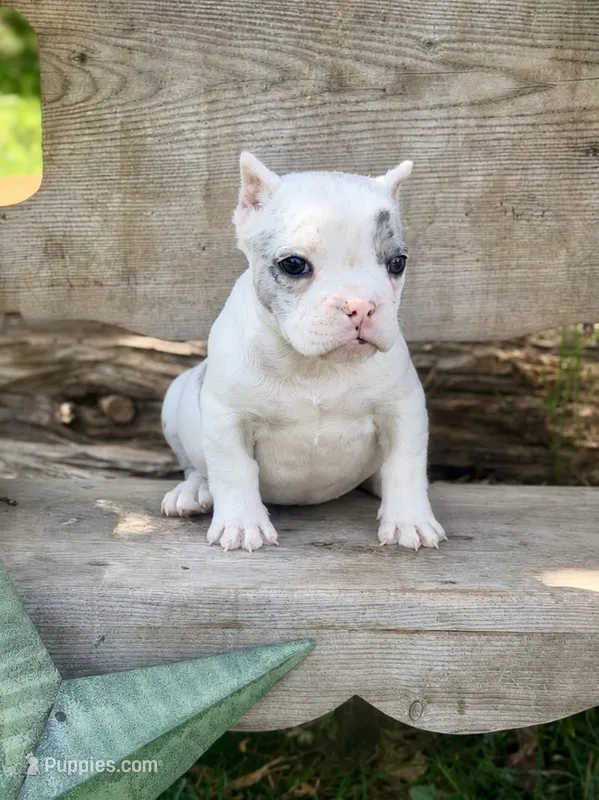 Daphne – French Bulldog, American Bully puppy for sale in Wellston, OK