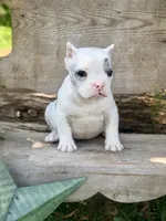 Daphne, a female American Bully for sale in Wellston, OK – 2 of 9