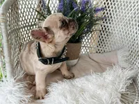 Ozzie, a male French Bulldog for sale in Wellston, OK – 3 of 6