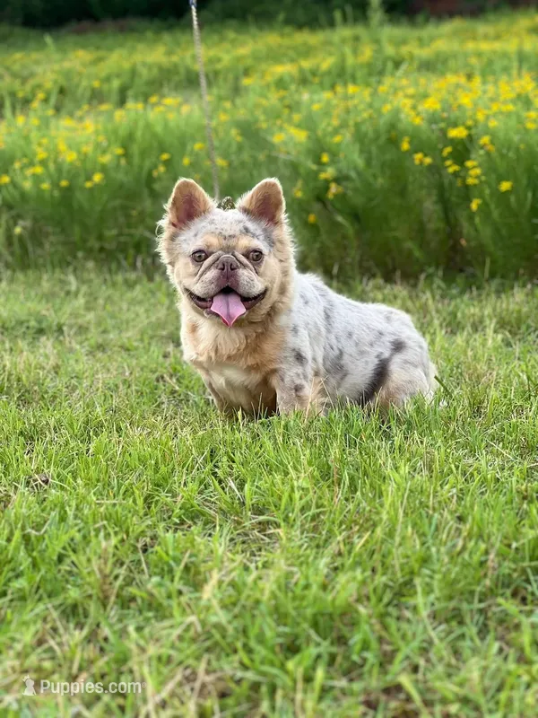 Misty – French Bulldog puppy for sale in Wellston, OK