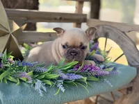 Gina, a female French Bulldog for sale in Wellston, OK – 5 of 7