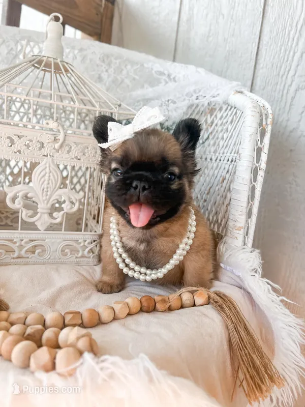 Goldie Fawn FLUFFY – French Bulldog puppy for sale in Wellston, OK