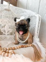 Goldie Fawn FLUFFY, a female French Bulldog for sale in Wellston, OK – 3 of 9
