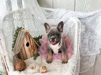 Hazel, a female French Bulldog for sale in Wellston, OK – 3 of 4