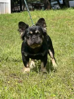 Luna, a female French Bulldog for sale in Wellston, OK – 2 of 6