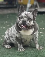 Glitzy , a female French Bulldog for sale in Wellston, OK – 3 of 6