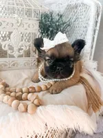 Goldie Fawn FLUFFY, a female French Bulldog for sale in Wellston, OK – 6 of 9